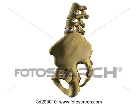 Clipart - Lateral view of the lumbar vertebrae and pelvis.. Fotosearch