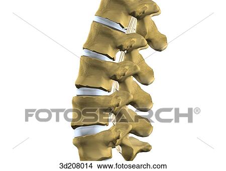 Stock Illustration - Lateral view of the lumbar vertebrae.. Fotosearch