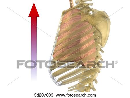 Lateral view of the respiratory system during exhalation. View Large Illustration Drawing - Lateral view of the respiratory system during exhalation.. Fotosearch
