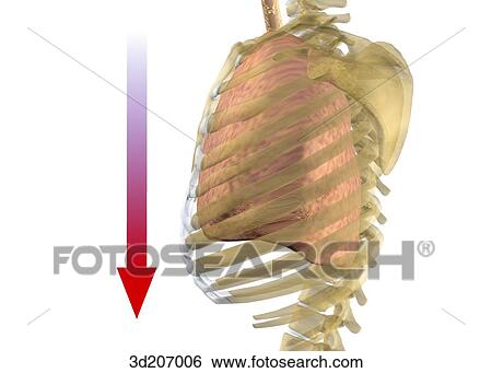 Lateral view of the respiratory system during inhalation. View Large Illustration Stock Illustration - Lateral view of the respiratory system during inhalation.. Fotosearch