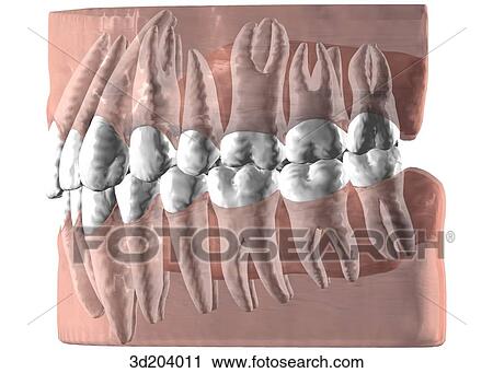 Clip Art - Lateral view of the teeth.. Fotosearch