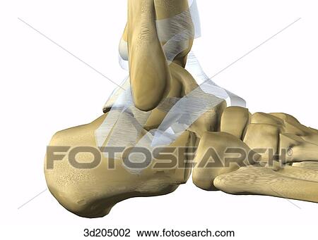 Drawing - Medial close-up view of the joints of the ankle.. Fotosearch