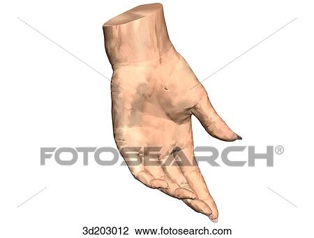 Drawing - Palmar external view of relaxed hand.. Fotosearch