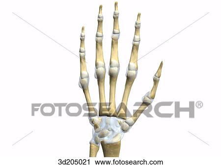 Palmar view of the joints of the wrist and hand. View Large Illustration Clip Art - Palmar view of the joints of the wrist and hand.. Fotosearch