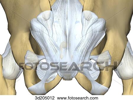 Posterior close-up view of the joints of the pelvis. View Large Illustration Drawing - Posterior close-up view of the joints of the pelvis.. Fotosearch