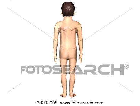 Posterior external view of an 8-year-old boy. View Large Illustration Stock Illustration - Posterior external view of an 8-year-old boy.. Fotosearch