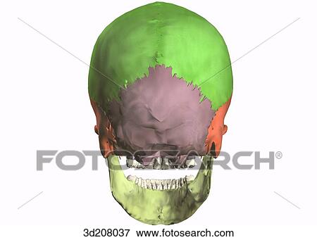 Stock Illustration - Posterior view of articulated skull.. Fotosearch