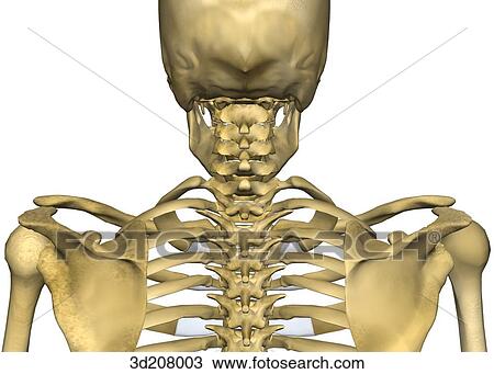 Posterior view of the cervical skeleton. View Large Illustration Drawing - Posterior view of the cervical skeleton.. Fotosearch