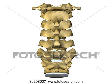 Posterior view of the cervical vertebrae. View Large Illustration Stock Illustration - Posterior view of the cervical vertebrae.. Fotosearch