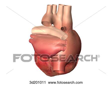 Posterior view of the heart. View Large Illustration Clip Art - Posterior view of the heart.. Fotosearch