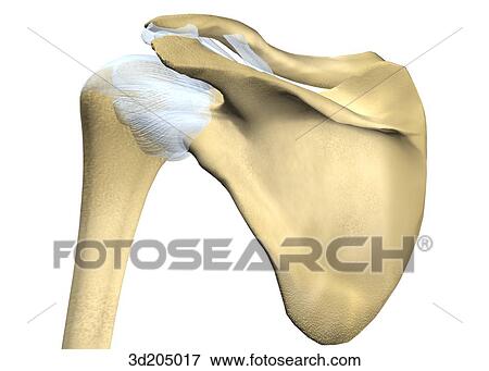 Posterior view of the joints of the shoulder. View Large Illustration Stock Illustration - Posterior view of the joints of the shoulder.. Fotosearch