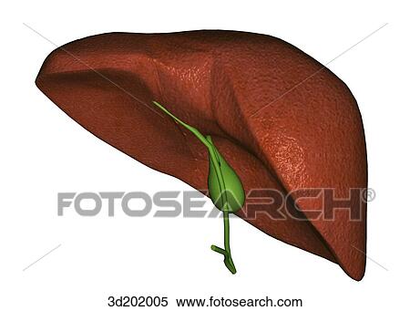 Posterior view of the liver and gallbladder. View Large Illustration Stock Illustration - Posterior view of the liver and gallbladder.. Fotosearch