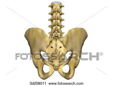 Posterior view of the lumbar vertebrae and pelvis. View Large Illustration Clip Art - Posterior view of the lumbar vertebrae and pelvis.. Fotosearch