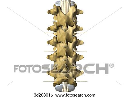 Stock Illustration - Posterior view of the lumbar vertebrae.. Fotosearch