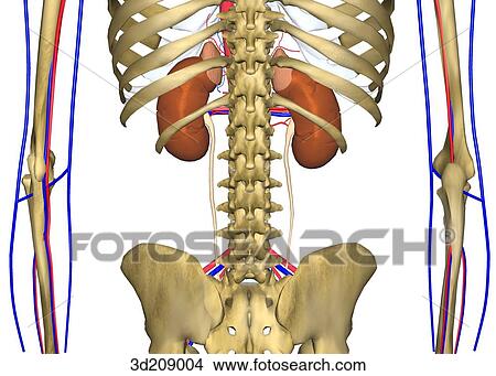 Posterior view of urinary system and surrounding skeleton. View Large Illustration Stock Illustration - Posterior view of urinary system and surrounding skeleton.. Fotosearch