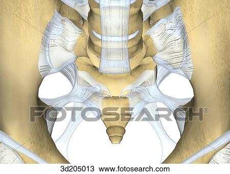 Drawing - Superior close-up view of the joints of the pelvis.. Fotosearch
