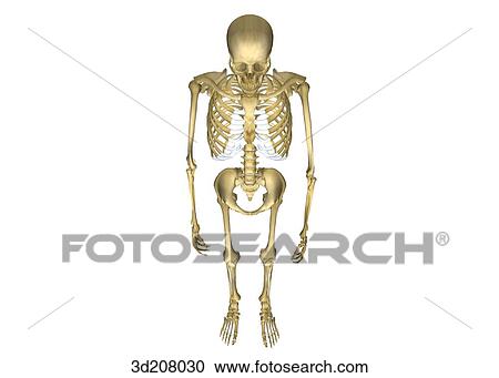 Clipart - Superior view of a standing skeleton.. Fotosearch