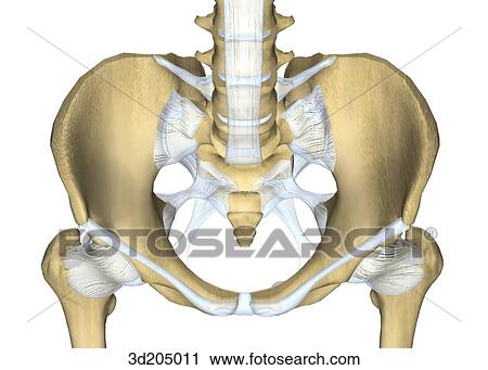 Superior view of the joints of the pelvis and hip. View Large Illustration Clip Art - Superior view of the joints of the pelvis and hip.. Fotosearch