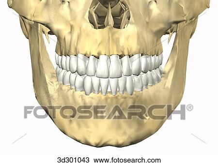 Anterior close-up view of teeth with skull. View Large Illustration Drawing - Anterior close-up view of teeth with skull.. Fotosearch