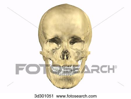 Anterior overview of teeth with skull. View Large Illustration Clip Art - Anterior overview of teeth with skull.. Fotosearch