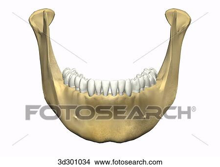 Stock Illustration - Anterior view of lower teeth with bottom part of jaw.. Fotosearch
