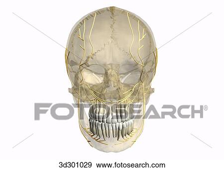Anterior view of nerve supply to teeth; image of head and jaw is transparent, showing teeth and nerves. View Large Illustration Stock Illustration - Anterior view of nerve supply to teeth; image of head and jaw is transparent, showing teeth and nerves.. Fotosearch