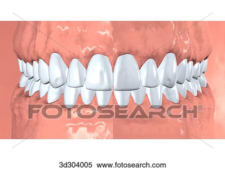 Stock Illustration - Anterior view of normal gums and teeth.. Fotosearch