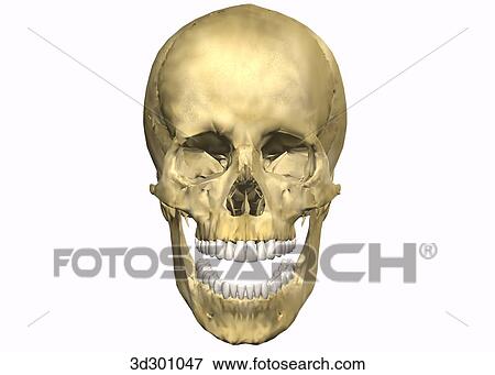 Stock Illustration - Anterior view of skull and teeth with mouth open.. Fotosearch
