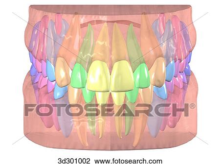 Anterior view of teeth, roots, and gums. View Large Illustration Drawing - Anterior view of teeth, roots, and gums.. Fotosearch