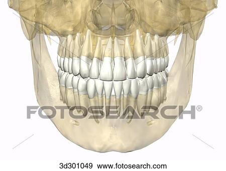 Stock Illustration - Anterior view of transparent skull with teeth.. Fotosearch