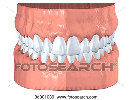 Anterior view of upper and lower teeth with gums. View Large Illustration Stock Illustration - Anterior view of upper and lower teeth with gums.. Fotosearch