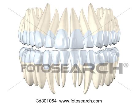 Stock Illustration - Anterior view of upper and lower teeth.. Fotosearch