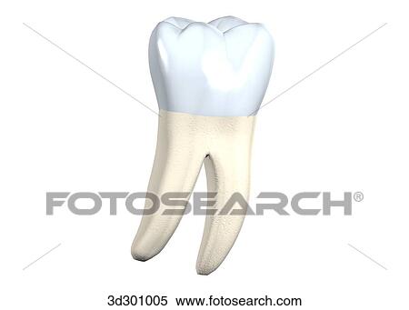 Buccal surface of the lower right 1st molar. View Large Illustration Stock Illustration - Buccal surface of the lower right 1st molar.. Fotosearch
