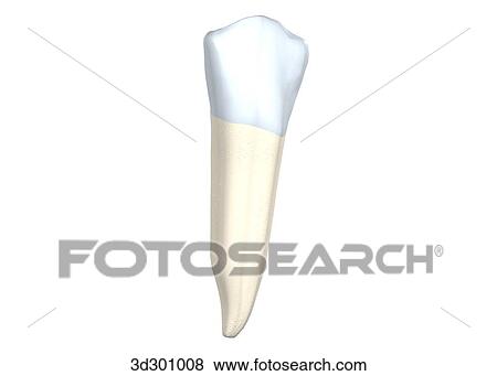 Stock Illustration - Buccal surface of the lower right 1st premolar.. Fotosearch