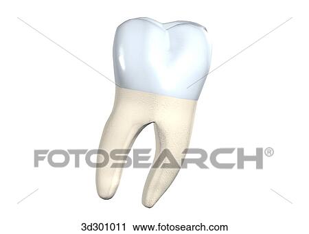 Buccal surface of the lower right 2nd molar. View Large Illustration Clip Art - Buccal surface of the lower right 2nd molar.. Fotosearch