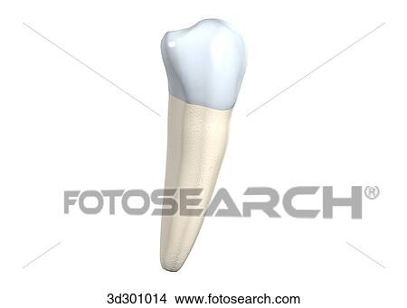 Stock Illustration - Buccal surface of the lower right 2nd premolar.. Fotosearch
