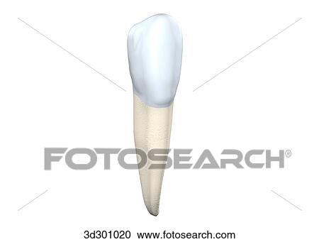 Buccal surface of the lower right cuspid. View Large Illustration Clipart - Buccal surface of the lower right cuspid.. Fotosearch