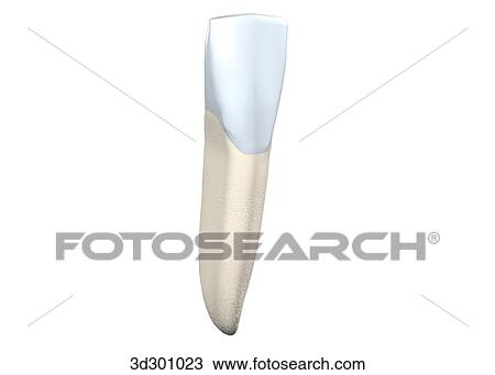 Drawing - Buccal surface of the lower right lateral incisor.. Fotosearch