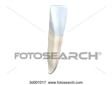 Stock Illustration - Buccal surface of the lower right central incisor.. Fotosearch