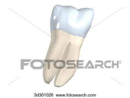 Buccal surface of the lower right wisdom tooth. View Large Illustration Stock Illustration - Buccal surface of the lower right wisdom tooth.. Fotosearch