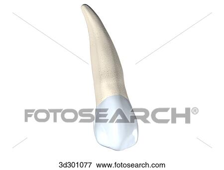 Buccal surface of the upper cuspid. View Large Illustration Stock Illustration - Buccal surface of the upper cuspid.. Fotosearch