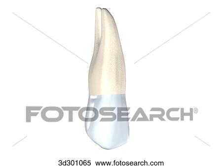 Stock Illustration - Buccal surface of the upper right 1st premolar.. Fotosearch