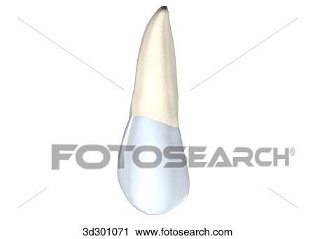 Buccal surface of the upper right 2nd premolar. View Large Illustration Clip Art - Buccal surface of the upper right 2nd premolar.. Fotosearch