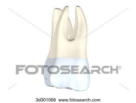 Buccal surface of the upper right 2nd molar. View Large Illustration Stock Illustration - Buccal surface of the upper right 2nd molar.. Fotosearch