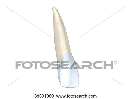Clipart - Buccal surface of the upper right lateral incisor.. Fotosearch