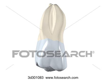 Buccal surface of the upper right wisdom tooth. View Large Illustration Drawing - Buccal surface of the upper right wisdom tooth.. Fotosearch