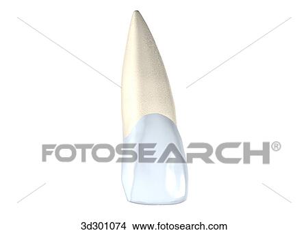 Buccal surface of the upper right central incisor. View Large Illustration Stock Illustration - Buccal surface of the upper right central incisor.. Fotosearch