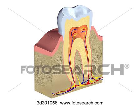 Stock Illustration - Cross-section 3/4 view of molar and gum.. Fotosearch