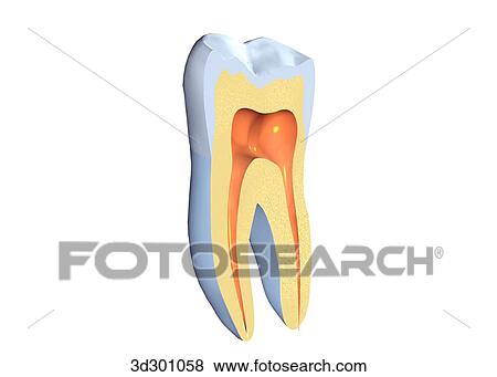 Cross-section 3/4 view of molar. View Large Illustration Stock Illustration - Cross-section 3/4 view of molar.. Fotosearch