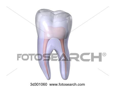 Image showing transparent tooth (molar). View Large Illustration Clipart - Image showing transparent tooth (molar).. Fotosearch